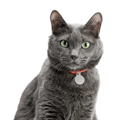 BARF-ny zestaw dla kota (kompletny)