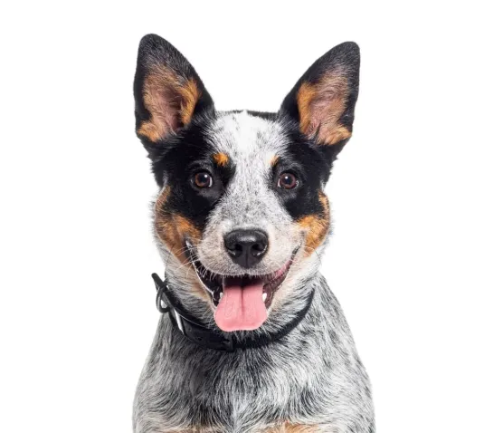 BARF-ny zestaw dla psa (kompletny)