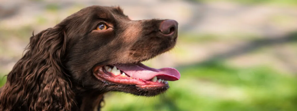 Wpływ diety na zdrowie zębów i jamy ustnej psa – jakie suplementy warto stosować?