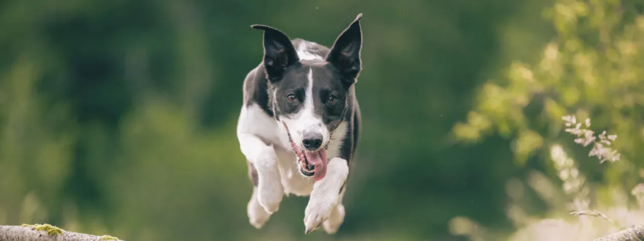 Czy suplementy na stawy są konieczne dla młodego psa?
