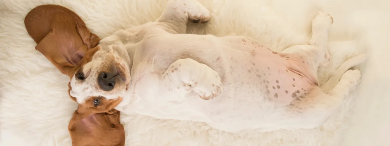 Zdrowie jelit Twojego pupila – jak zadbać o prawidłową florę bakteryjną u psa?