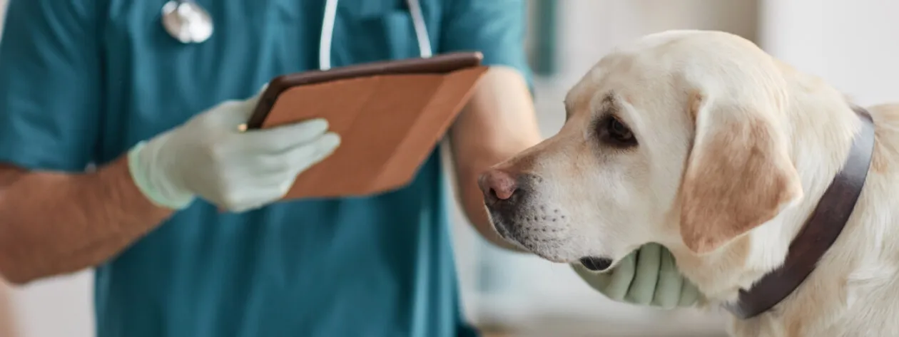 Dieta i profilaktyka chorób nowotworowych u psów i kotów