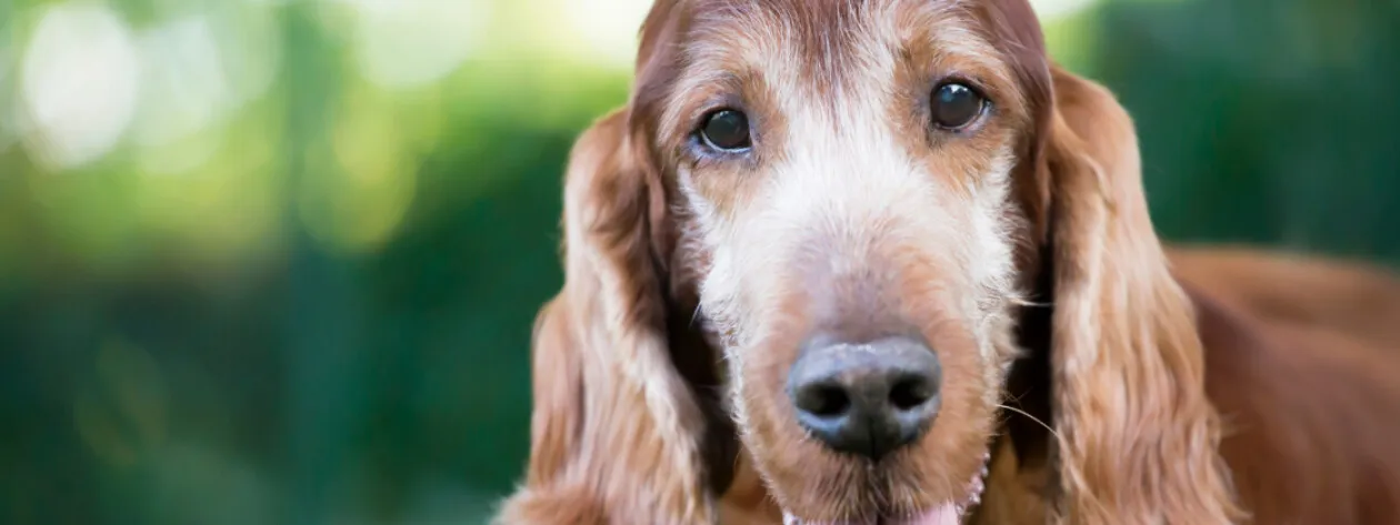 Dieta dla seniora – jak dostosować żywienie?