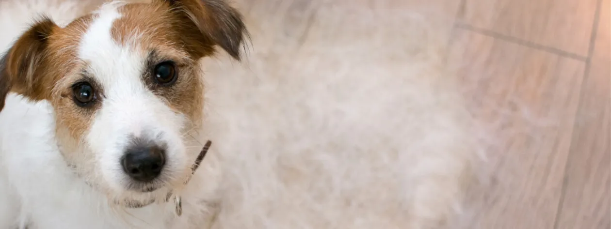 Suplementacja a redukcja linienia u psów i kotów