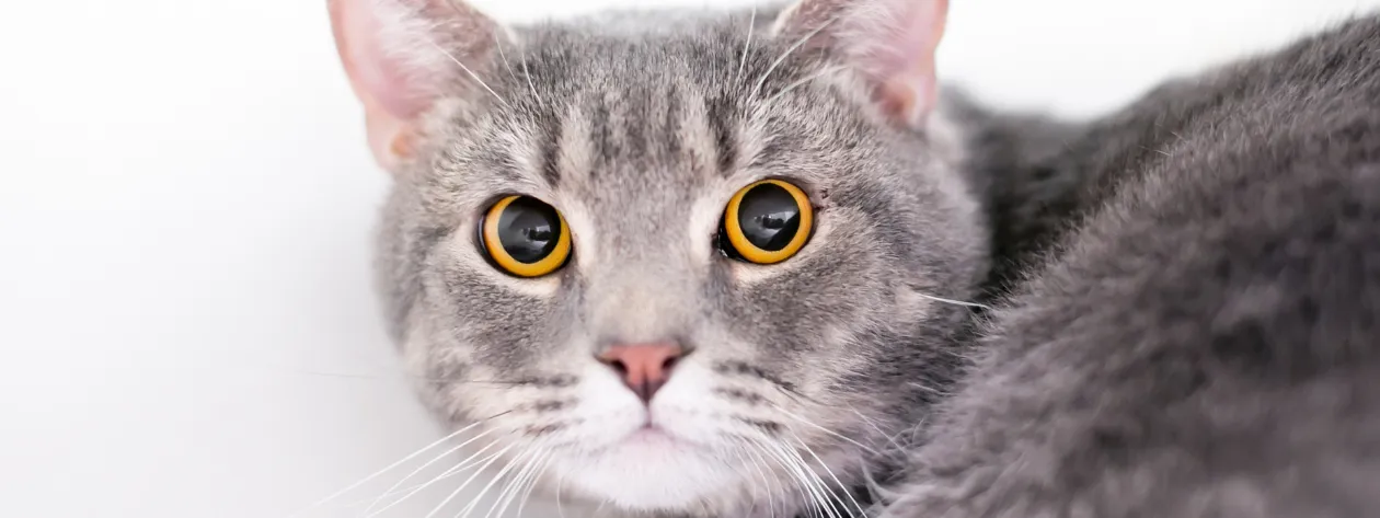 Jak pomóc zwierzęciu w sytuacjach stresowych? 