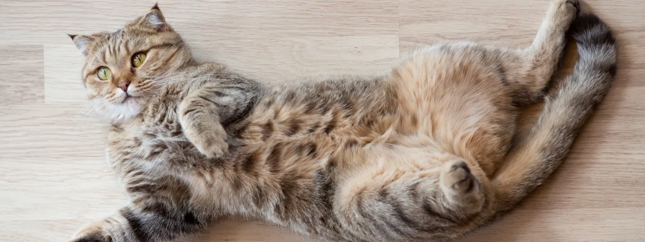 Jak wspierać układ moczowy kota?