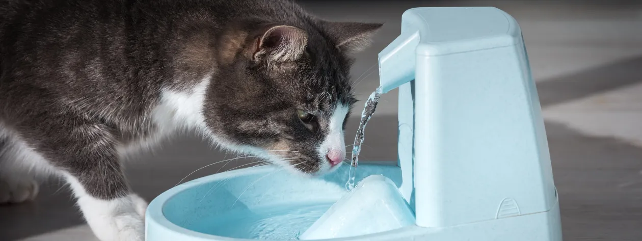 Jak pomóc pupilowi w upalne dni?