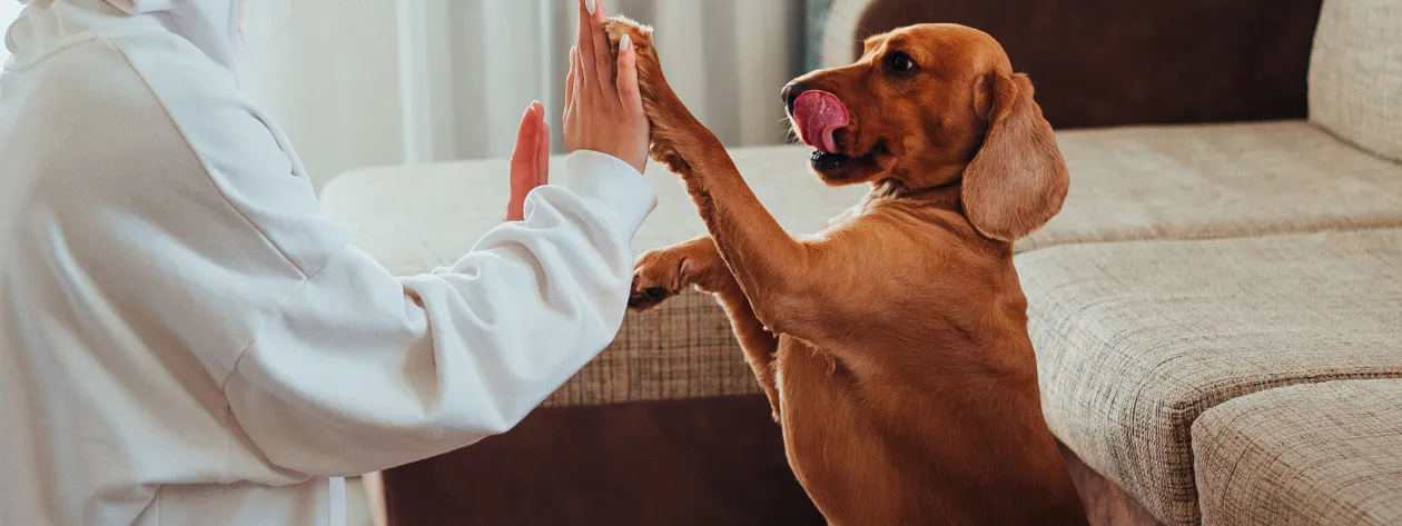 Suplementacja psów i kotów przy problemach kardiologicznych