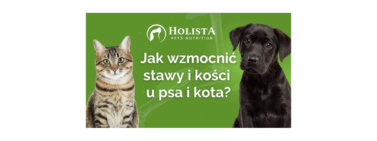Jak wzmocnić stawy i kości psa i kota