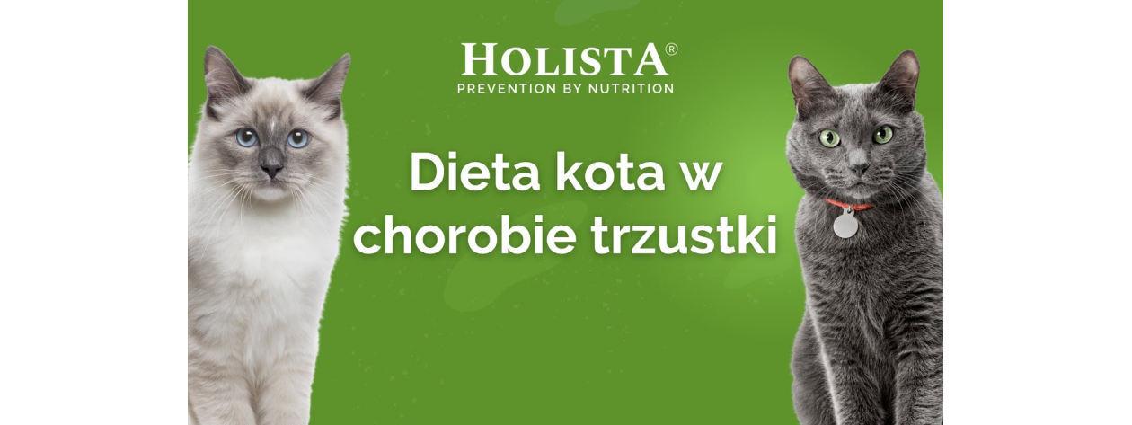 Dieta kota w chorobie trzustki – objawy, przyczyny i żywienie wspierające leczenie