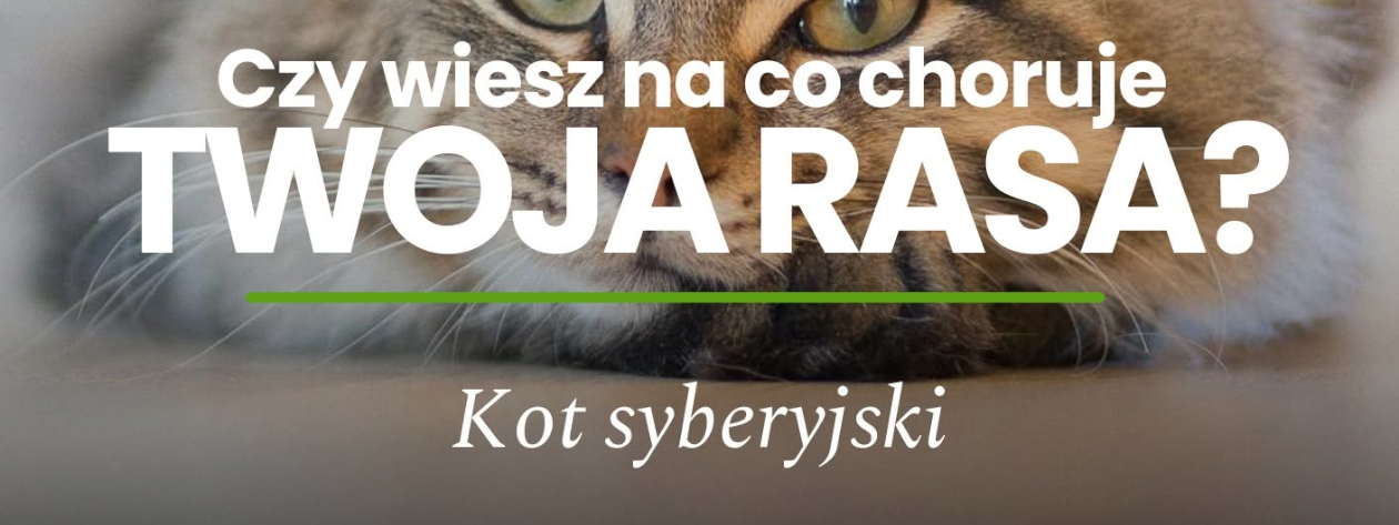 Na co choruje kot syberyjski? Zdrowie, specyfika rasy i pielęgnacja