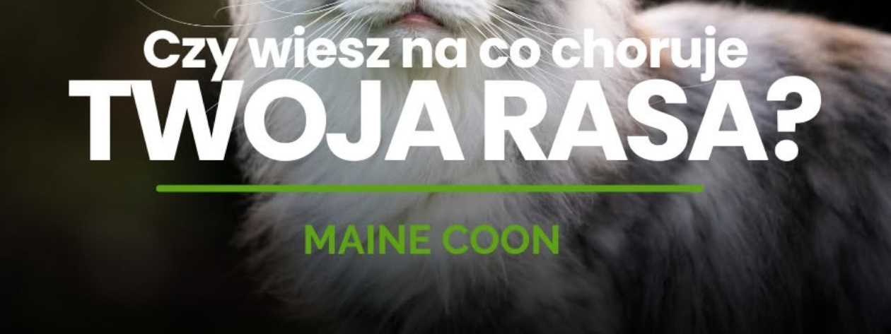 Na co choruje Maine Coon? Zdrowie, specyfika rasy i profilaktyka