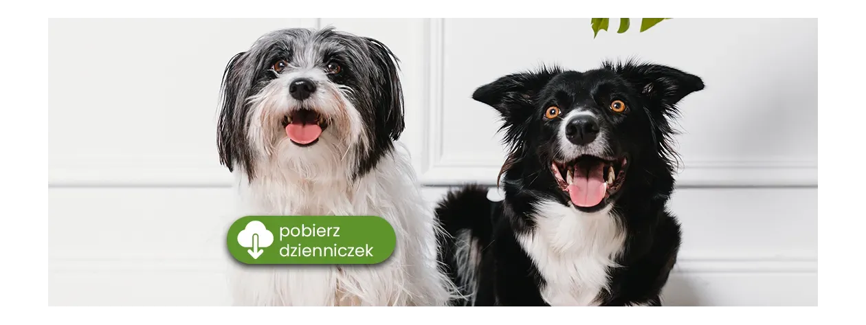 Dieta eliminacyjna psów i kotów: przeprowadzenie, zasady i wskazówki