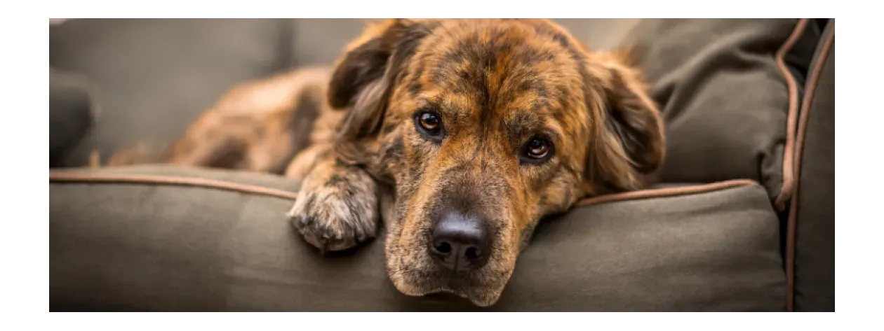 Objawy alergii u psów - kompleksowy przegląd 