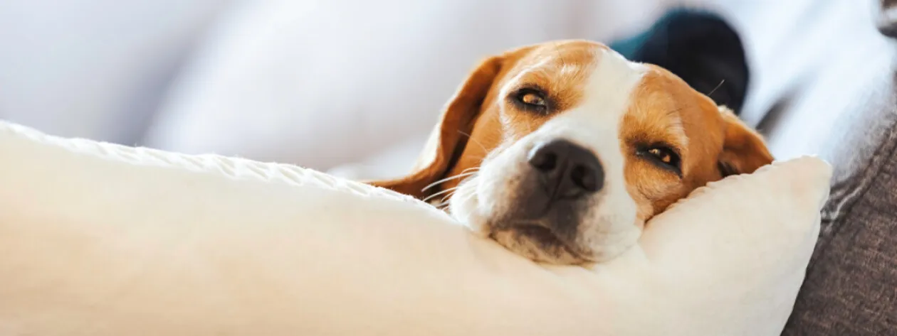 Jakie są objawy nietolerancji u psów?