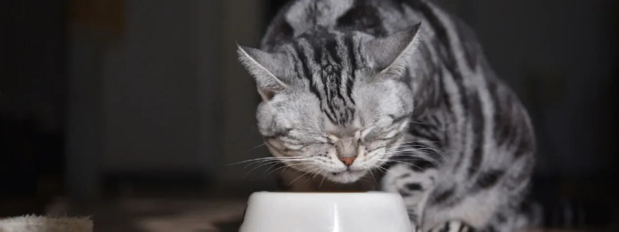 Alergie pokarmowe u psów i kotów - które mięsa są najbardziej uczulające?