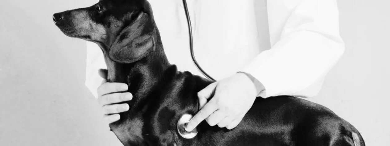 Nowotwory u psów i kotów: co musimy wiedzieć?