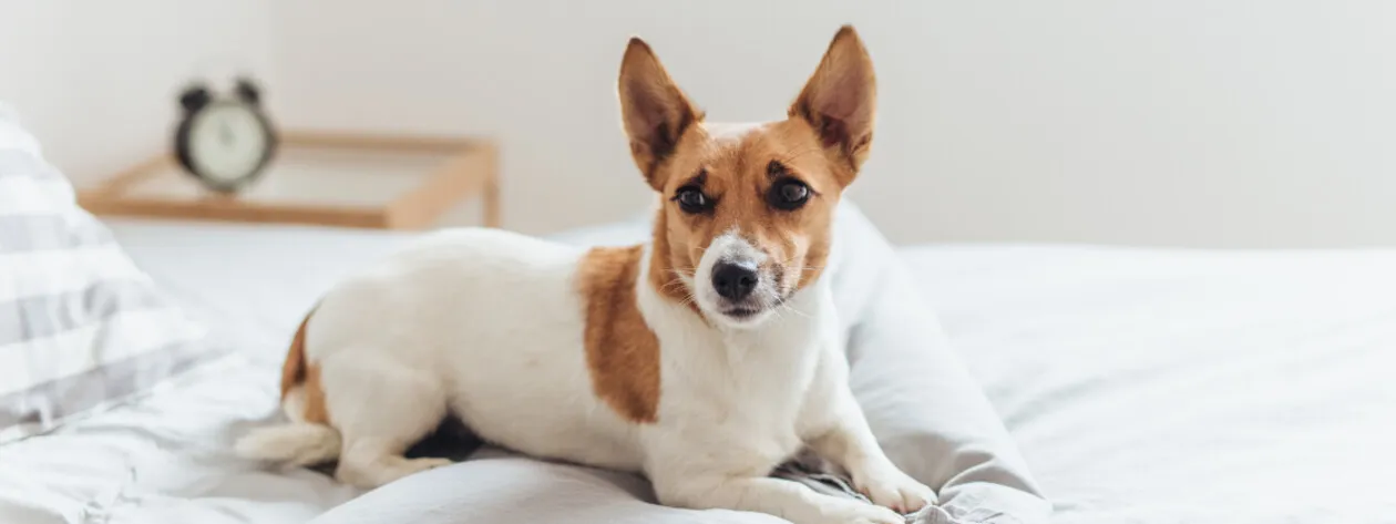 Omega-3: Wsparcie dla zwierząt z chorobami stawów i nerek