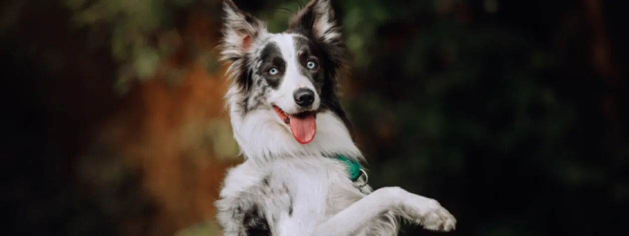 Jaki suplement na stawy dla wybrać dla psa i kota?