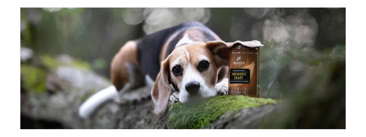 Drożdże nieaktywne jako naturalny probiotyk dla psa - poznaj ich wpływ na układ trawienny