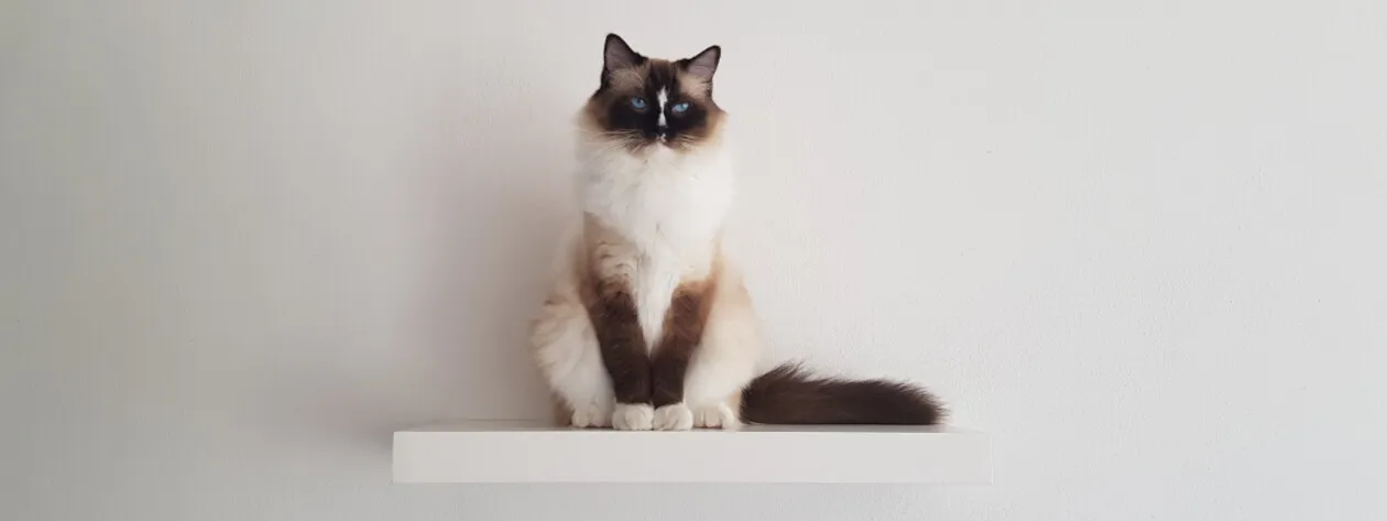 Zdrowa skóra, lśniąca sierść - dlaczego olej z łososia jest istotny w kociej diecie?