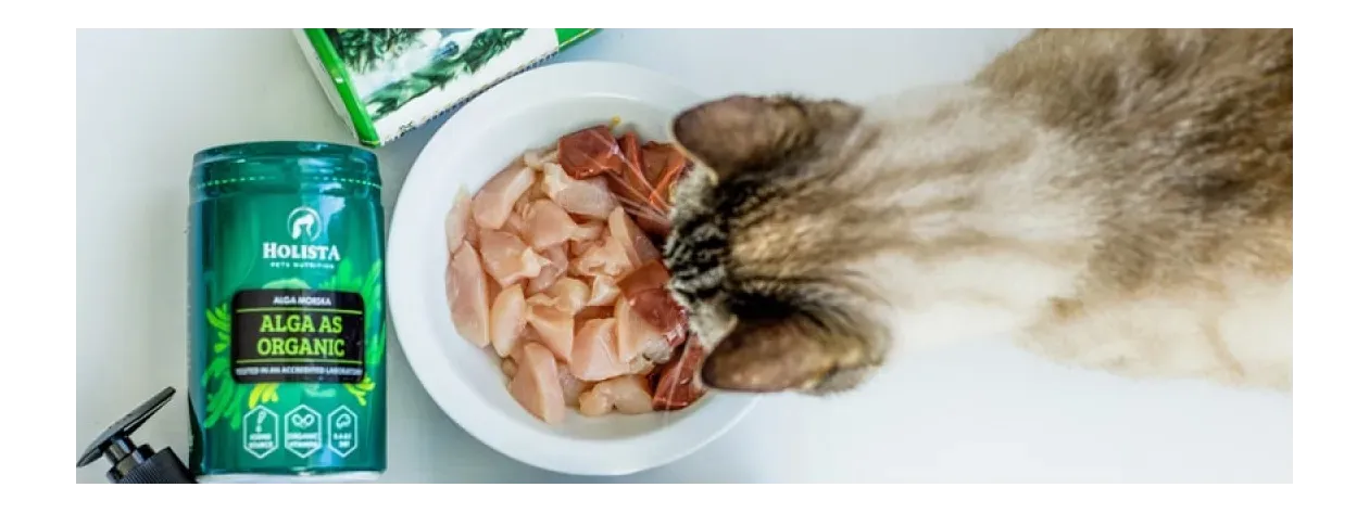 Jakie suplementy wspierają kocie nerki?