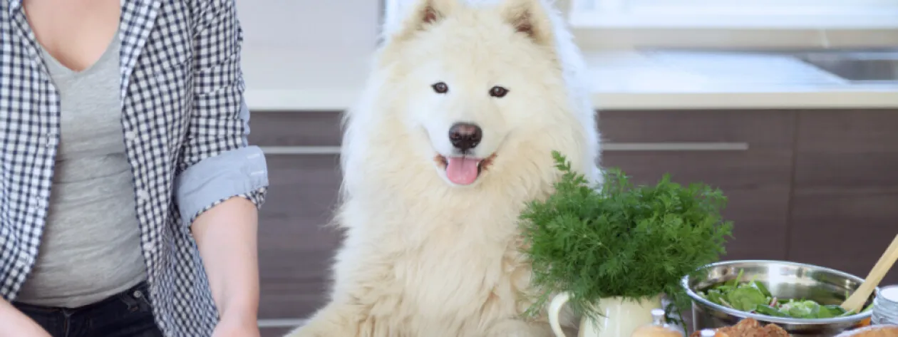 Dieta gotowana - poznaj najważniejsze wskazówki.