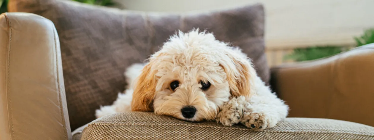 Dieta dla psów cierpiących na choroby trzustki
