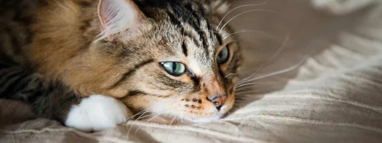 Dieta dla kotów cierpiących na choroby trzustki