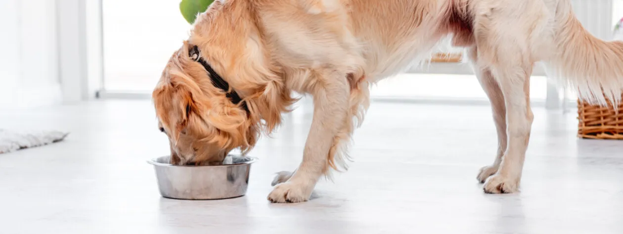 Problemy z tarczycą a stosowanie alg morskich u psów i kotów