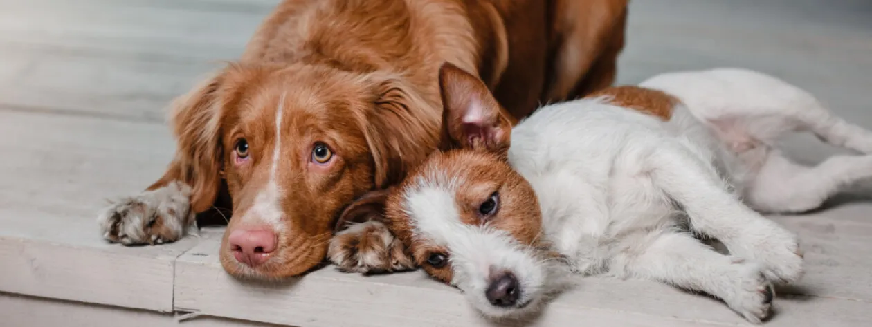 Cukrzyca u psa – czy suplementacja jest bezpieczna?