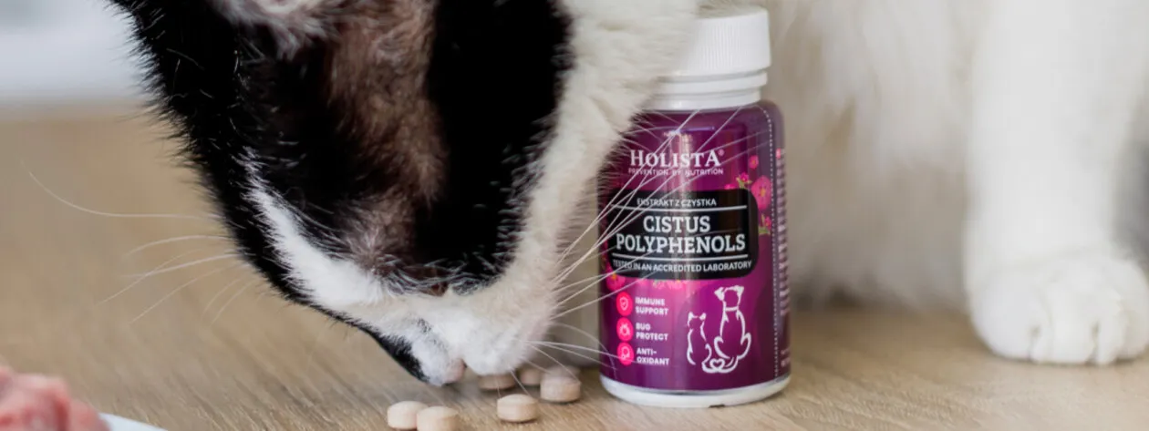 Jak wprowadzić czystek do diety psa lub kota? Poradnik krok po kroku