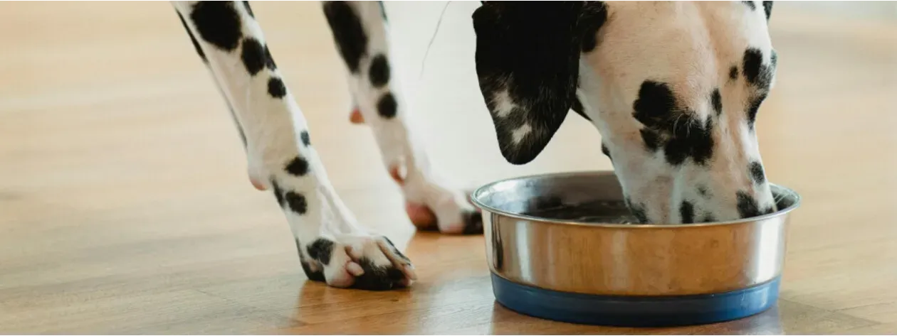 Naturalna detoksykacja dla psów i kotów - rola czystka w oczyszczaniu organizmu